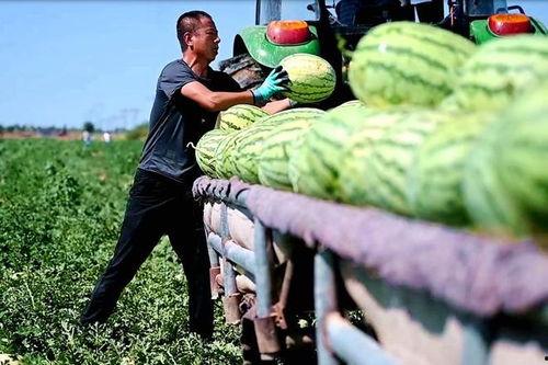 航头镇新品崩瓜怎么吃,创意吃法解锁美味新体验