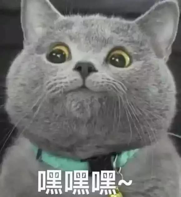 网红猫歪头表情包,萌态可掬，网络新宠