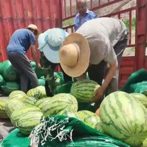 海阳吃瓜群众,揭秘当地热门话题背后的故事