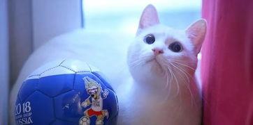 娱乐吃瓜君与猫,揭秘娱乐圈的萌宠生活