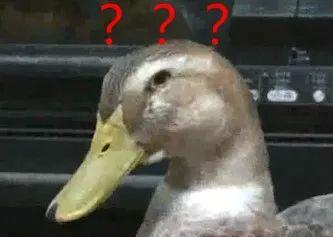 娱乐吃瓜鸭鸭鸭视频